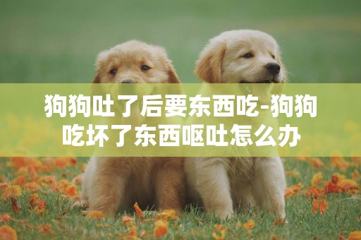 狗狗吐了后要東西吃-狗狗吃壞了東西嘔吐怎么辦