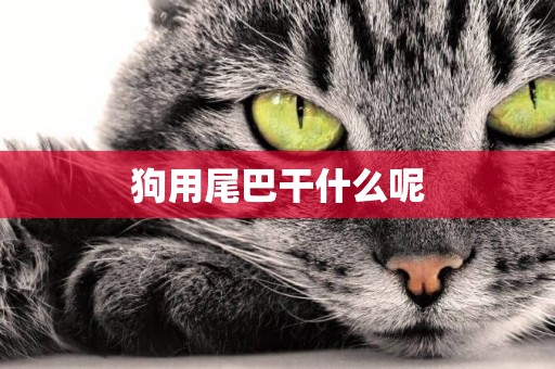 狗用尾巴干什么呢