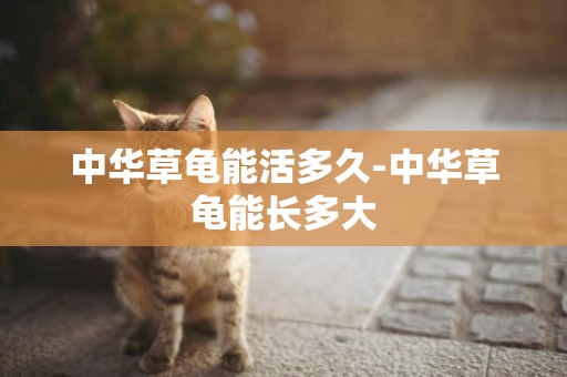 中華草龜能活多久-中華草龜能長多大