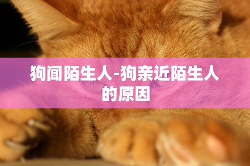 狗聞陌生人-狗親近陌生人的原因