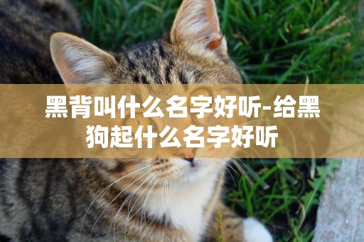 黑背叫什么名字好聽-給黑狗起什么名字好聽