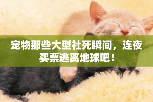 寵物那些大型社死瞬間，連夜買票逃離地球吧！