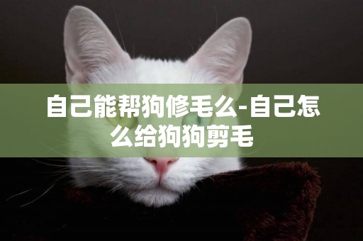 自己能幫狗修毛么-自己怎么給狗狗剪毛