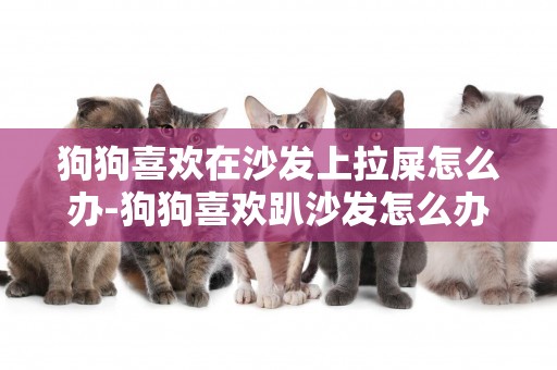 狗狗喜歡在沙發上拉屎怎么辦-狗狗喜歡趴沙發怎么辦