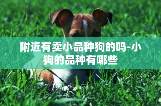 附近有賣小品種狗的嗎-小狗的品種有哪些
