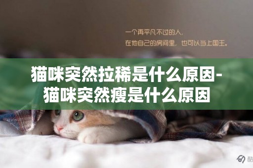 貓咪突然拉稀是什么原因-貓咪突然瘦是什么原因