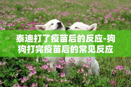 泰迪打了疫苗后的反應-狗狗打完疫苗后的常見反應