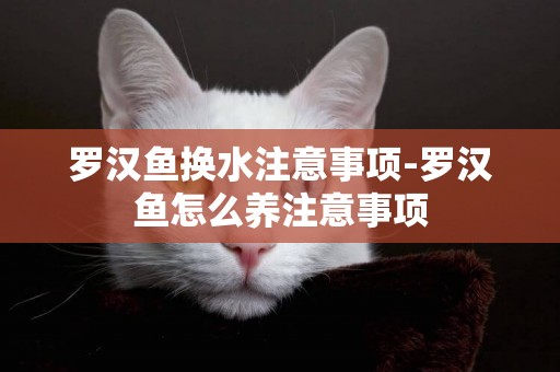 羅漢魚換水注意事項-羅漢魚怎么養注意事項