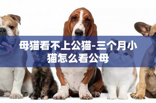 母貓看不上公貓-三個月小貓怎么看公母