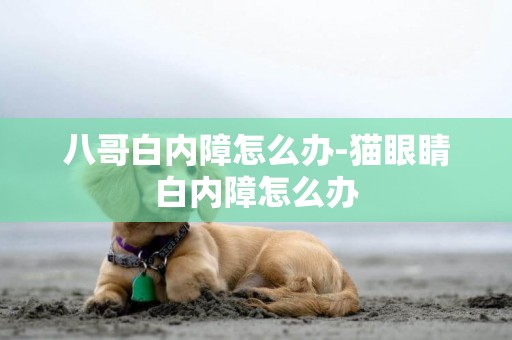 八哥白內障怎么辦-貓眼睛白內障怎么辦