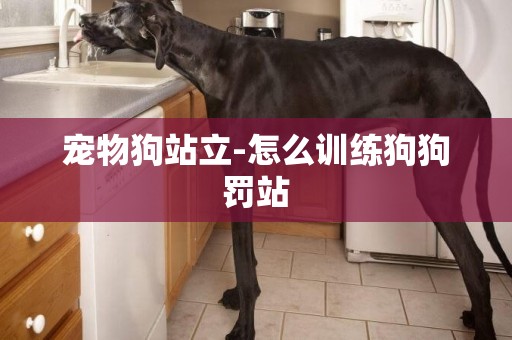 寵物狗站立-怎么訓練狗狗罰站