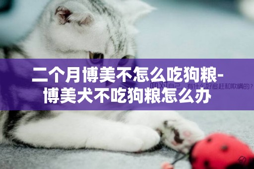 二個月博美不怎么吃狗糧-博美犬不吃狗糧怎么辦