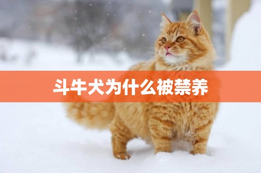 斗牛犬為什么被禁養