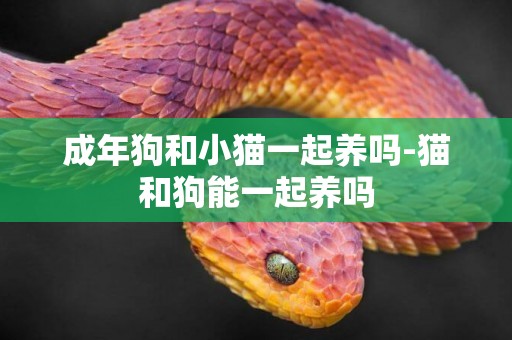 成年狗和小貓一起養嗎-貓和狗能一起養嗎