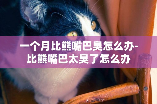 一個月比熊嘴巴臭怎么辦-比熊嘴巴太臭了怎么辦