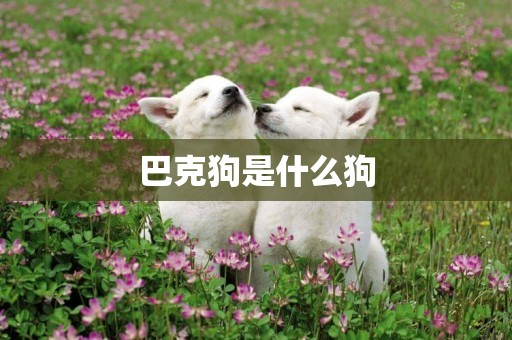 巴克狗是什么狗