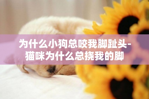 為什么小狗總咬我腳趾頭-貓咪為什么總撓我的腳