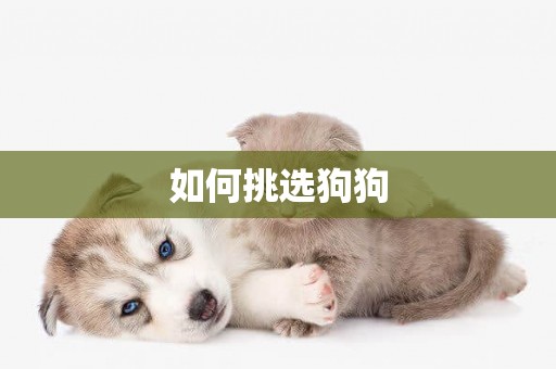 如何挑選狗狗