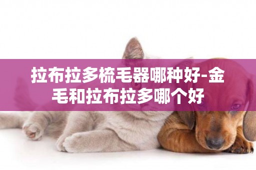 拉布拉多梳毛器哪種好-金毛和拉布拉多哪個好