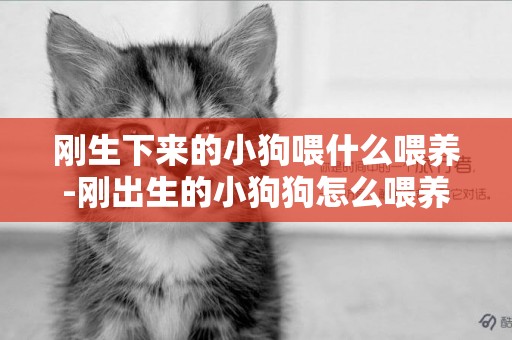 剛生下來的小狗喂什么喂養-剛出生的小狗狗怎么喂養