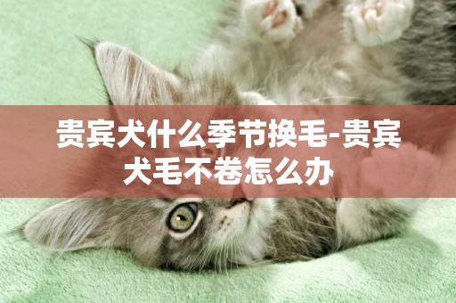 貴賓犬什么季節換毛-貴賓犬毛不卷怎么辦