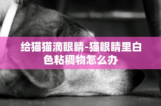 給貓貓滴眼睛-貓眼睛里白色粘稠物怎么辦