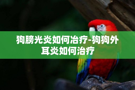 狗膀光炎如何冶療-狗狗外耳炎如何治療