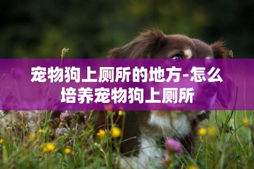 寵物狗上廁所的地方-怎么培養寵物狗上廁所