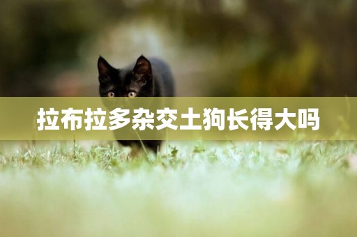拉布拉多雜交土狗長得大嗎