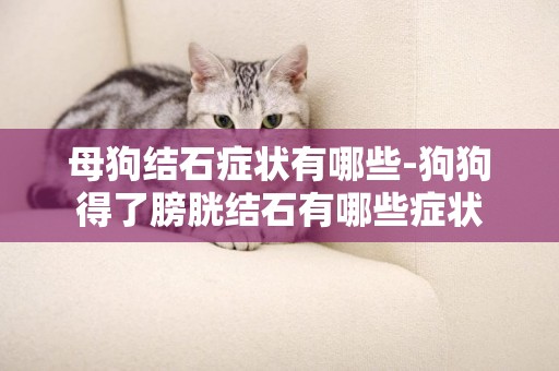 母狗結石癥狀有哪些-狗狗得了膀胱結石有哪些癥狀