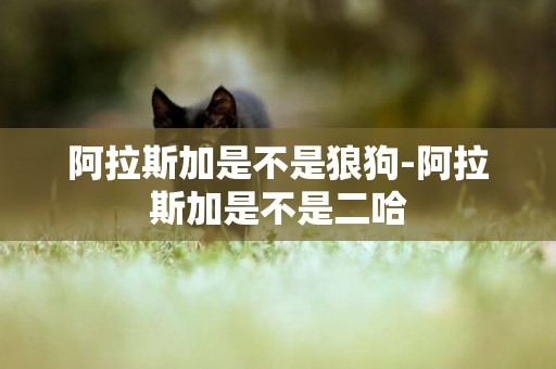 阿拉斯加是不是狼狗-阿拉斯加是不是二哈