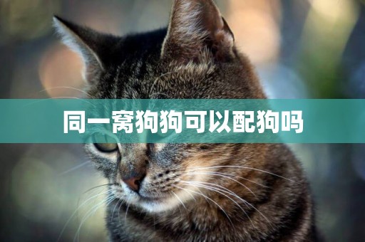 同一窩狗狗可以配狗嗎