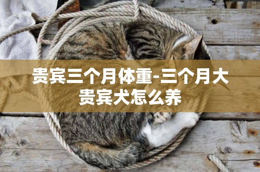 貴賓三個月體重-三個月大貴賓犬怎么養