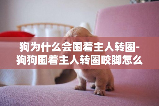 狗為什么會圍著主人轉圈-狗狗圍著主人轉圈咬腳怎么回事