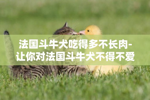 法國斗牛犬吃得多不長肉-讓你對法國斗牛犬不得不愛