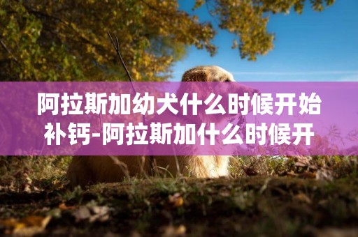阿拉斯加幼犬什么時候開始補鈣-阿拉斯加什么時候開始驅蟲比較好