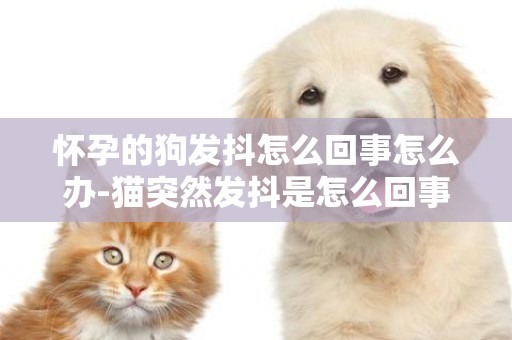 懷孕的狗發抖怎么回事怎么辦-貓突然發抖是怎么回事兒