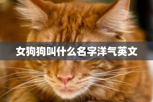 女狗狗叫什么名字洋氣英文