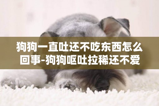 狗狗一直吐還不吃東西怎么回事-狗狗嘔吐拉稀還不愛吃東西是怎么回事
