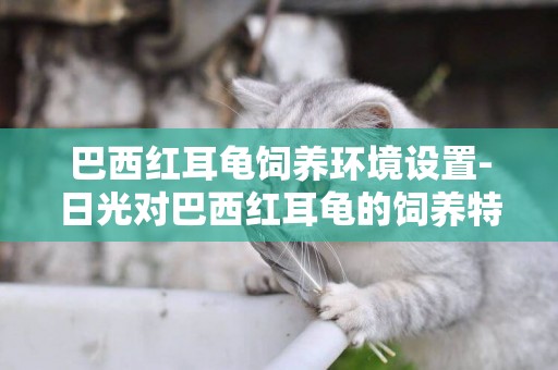 巴西紅耳龜飼養環境設置-日光對巴西紅耳龜的飼養特別重要