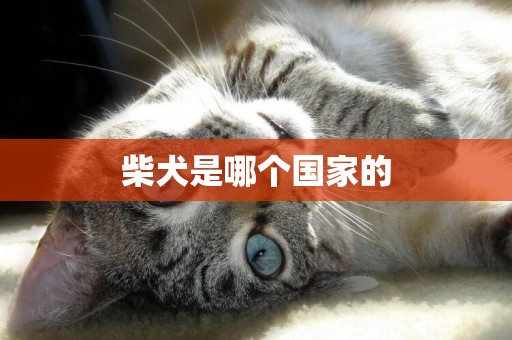 柴犬是哪個國家的