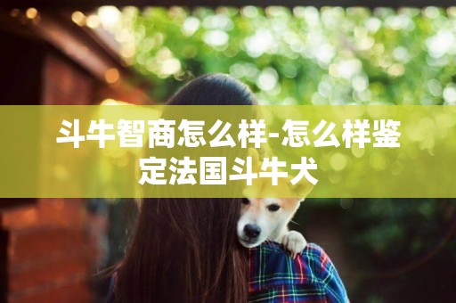 斗牛智商怎么樣-怎么樣鑒定法國斗牛犬