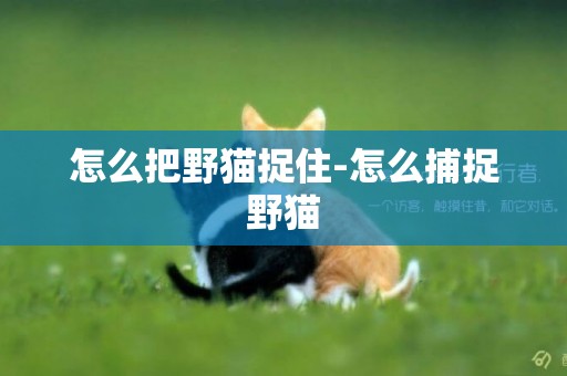 怎么把野貓捉住-怎么捕捉野貓