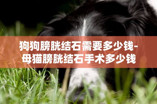 狗狗膀胱結石需要多少錢-母貓膀胱結石手術多少錢
