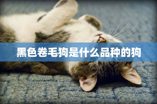 黑色卷毛狗是什么品種的狗