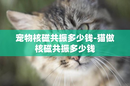 寵物核磁共振多少錢-貓做核磁共振多少錢