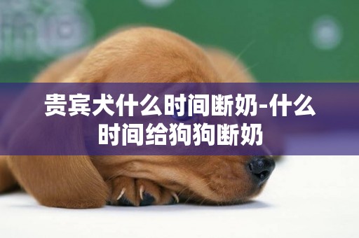 貴賓犬什么時間斷奶-什么時間給狗狗斷奶