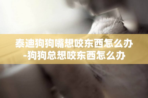 泰迪狗狗嘴想咬東西怎么辦-狗狗總想咬東西怎么辦