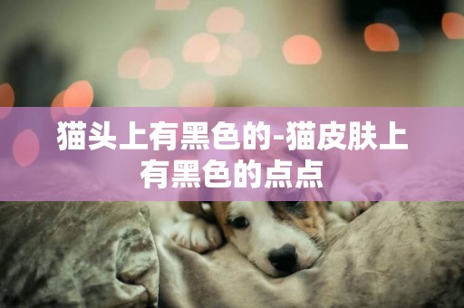 貓頭上有黑色的-貓皮膚上有黑色的點點