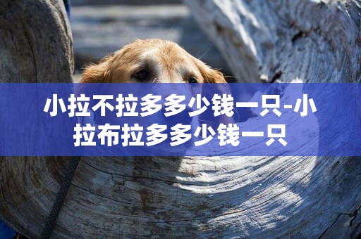 小拉不拉多多少錢一只-小拉布拉多多少錢一只